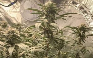 death-bubba clones