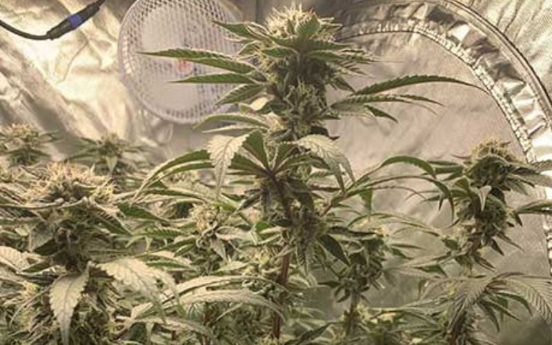 Step-by-Step Guide to Growing Death Bubba Clones in Canada