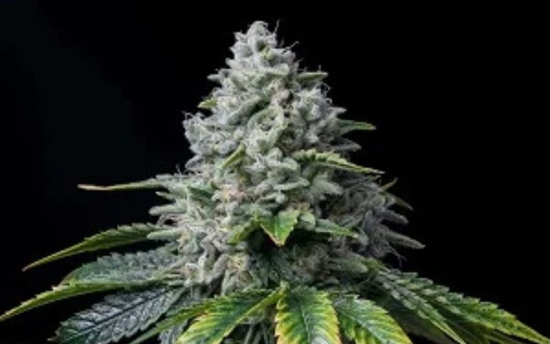 Sticky Sweet Success: How to Grow Gummy Buns Clones with Ease