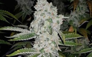 Cultivating El Chapo Clones