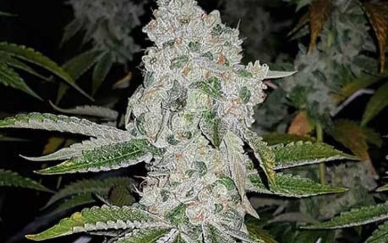 Cultivating El Chapo Clones: Expert Tips for Maximum Yield