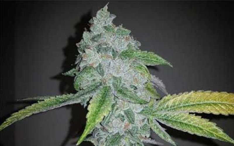 El Chapo Clones: Bold Flavour and Heavy-Hitting Effects for Growers