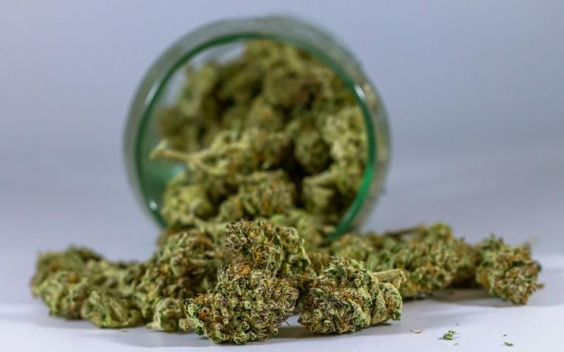 El Chapo Strain: Why This Powerful Hybrid Is Loved by Growers