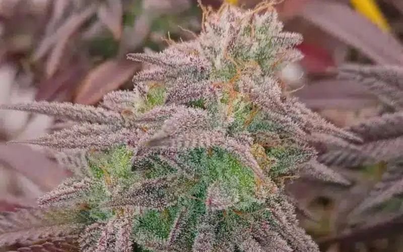 Flavour and Yield: The Complete Guide to Cultivating MAC Donuts Clones