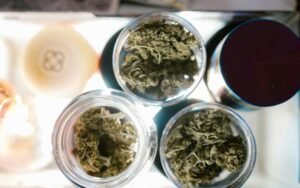 Gummy Buns Strain: How to Get Sweet Yields with Strong Genetics