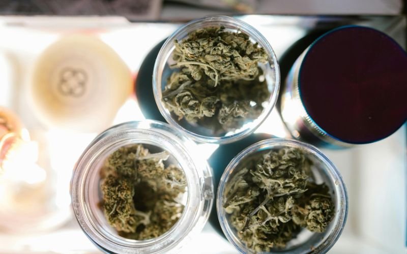 Gummy Buns Strain: How to Get Sweet Yields with Strong Genetics