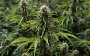 How to Grow Resin-Rich Pinkmans Goo Clones for Premium Harvests