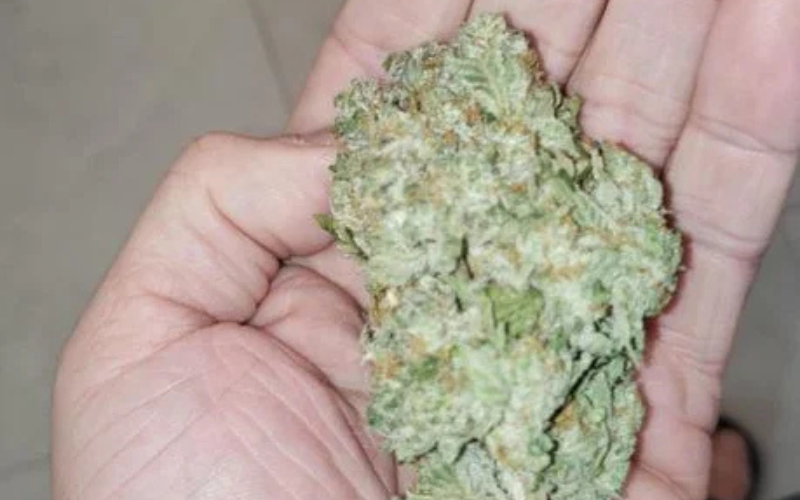 Unlocking the Flavour Potential of LA Runtz Clones in Canada