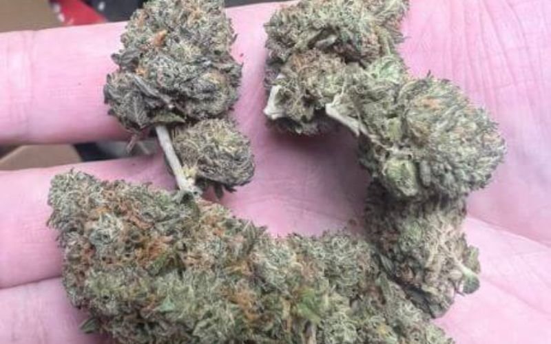 LA Runtz Strain Review: Growing Tips and Effects for Canadian Growers