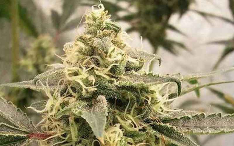 Pinkmans Goo Clones: Why Canadian Growers Can’t Get Enough