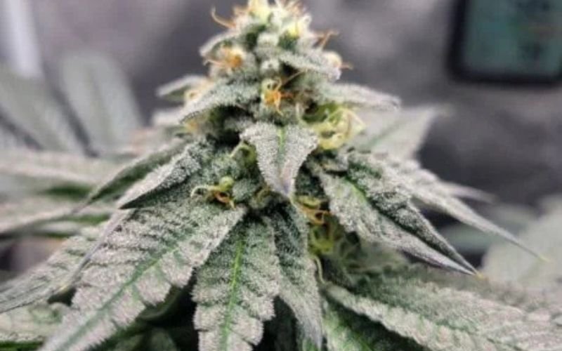 Growing Strawberry Gary: Tips for Maximizing Flavour and Potency