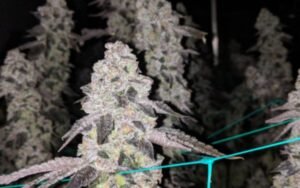 Animal Sorbet Strain: How to Achieve Dense Buds with Strong Aroma