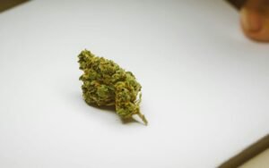 Grey God Strain: Cultivation Tips for Heavy Yields in Canada