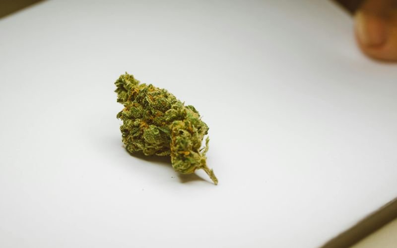 Grey God Strain: Cultivation Tips for Heavy Yields in Canada