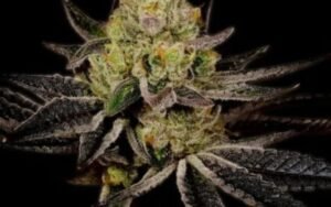 Grey Goose Strain Indoor vs. Outdoor Growing Results in Canada