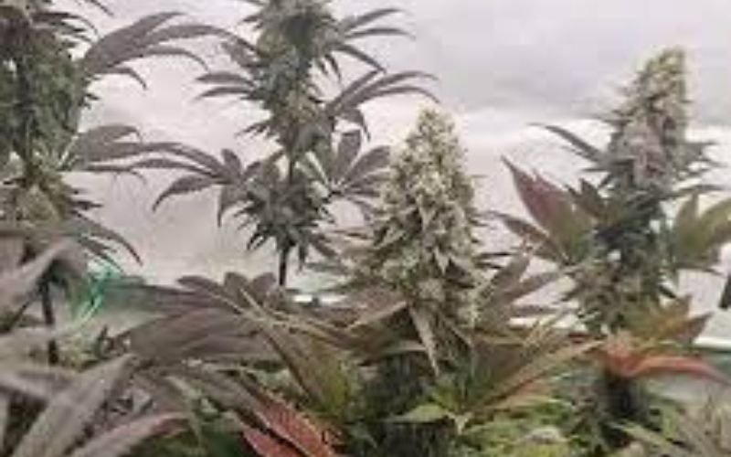 How to Grow LA Runtz Weed Strain Indoors for Maximum Results