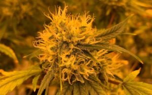 Lemon Cherry Gelato: The Perfect Blend of Sweet Flavour and Potent Effects