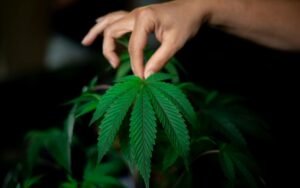 Pinkman Goo Strain: Unlocking the Secret Behind Its Gooey Resin