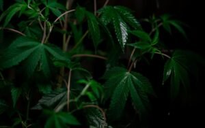 LA Runtz Strain