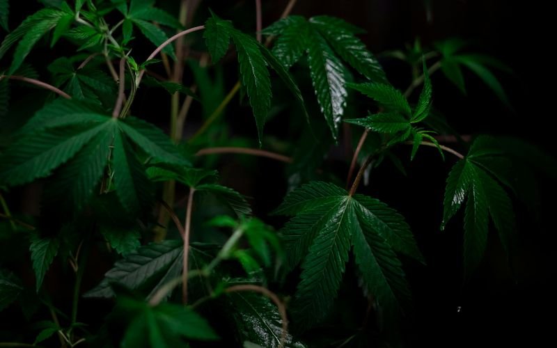 MAC Donuts Strain vs. Pinkman Goo Strain: Which One Should You Grow?