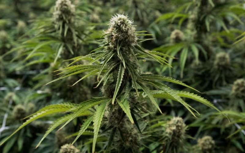 Why Peanut Butter Rockstar Should Be in Every Canadian Grow