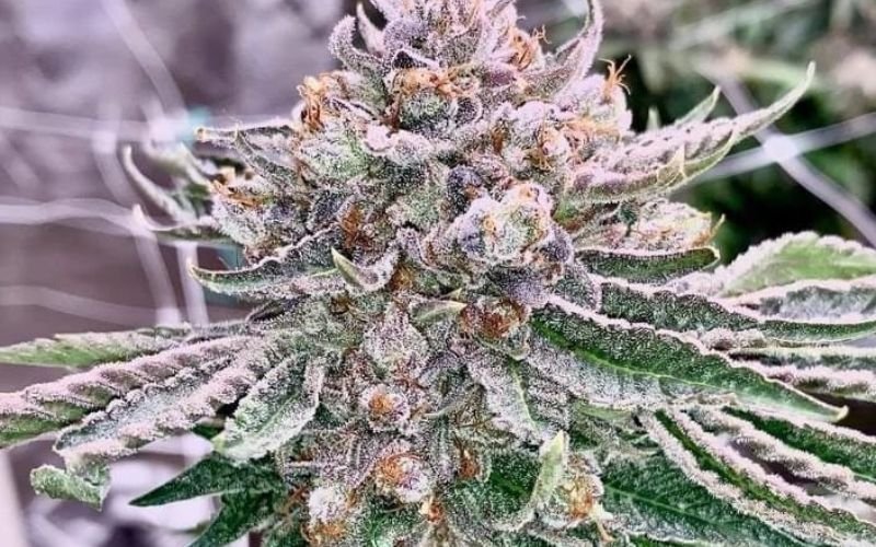 Death Bubba: Kickstart Your Outdoor Season with This Hardy Strain