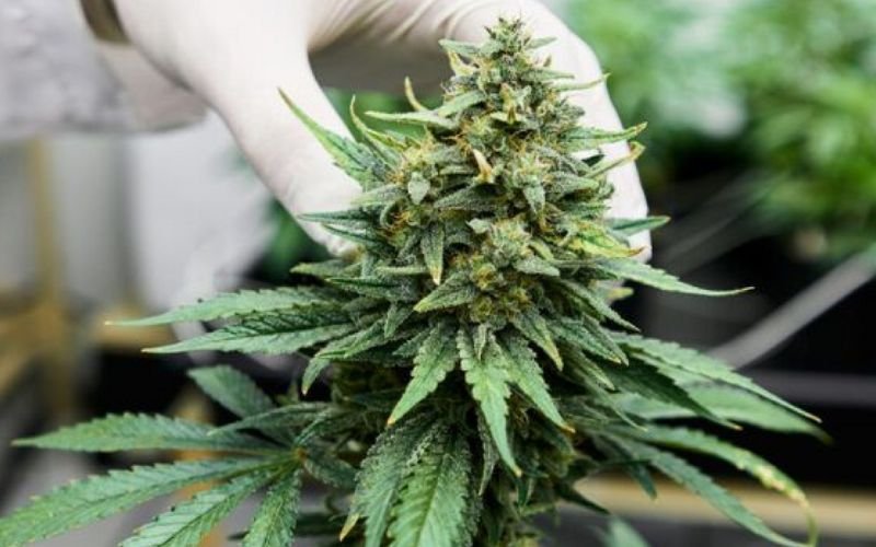 How to Choose the Right Clone for Spring Growth