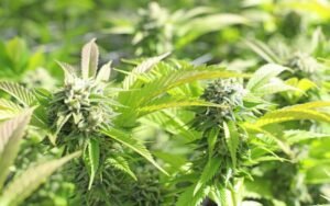 LA Runtz & Gummy Buns Sweet Genetics Built for Spring Growth