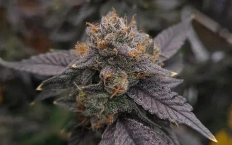 Platinum Rockstar Kush: Heavy Hitter for Your Spring Grow Room