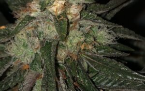 Spring Care Guide for Pinkman Goo Clones