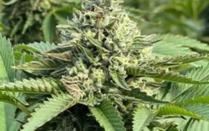 Spring Power Pack: Why Growers Love the Maximum Yield Bundle This Season
