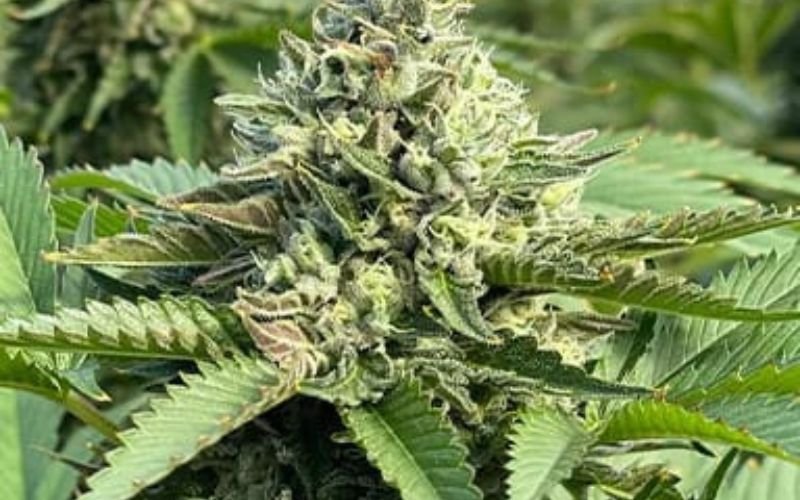 Spring Power Pack: Why Growers Love the Maximum Yield Bundle This Season