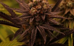 Why Death Bubba Clones Are Perfect for Outdoor Spring Gardens