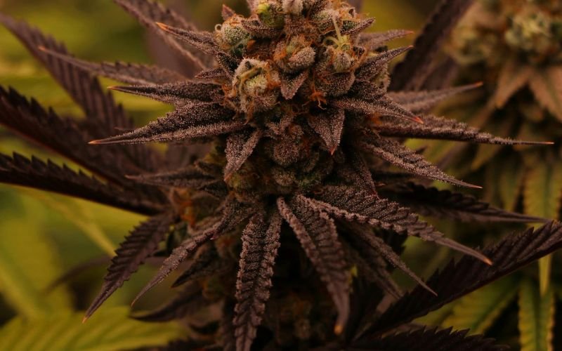Why Death Bubba Clones Are Perfect for Outdoor Spring Gardens