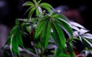 5 Mistakes to Avoid with Cannabis Clones in Spring