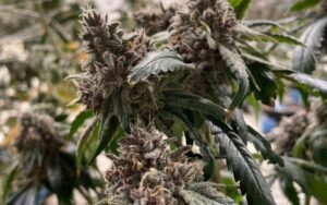 Best Spring Companion Plants for Your Cannabis Clones