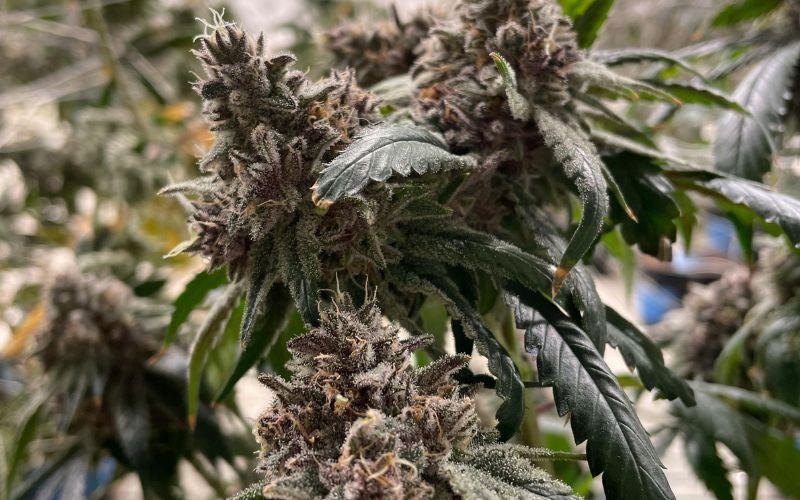 Best Spring Companion Plants for Your Cannabis Clones