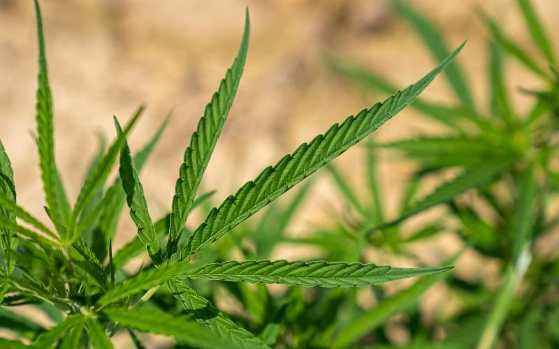 Buy Clones Online in Canada: What to Look For
