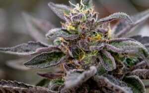 How El Chapo Clones Thrive in Spring Conditions