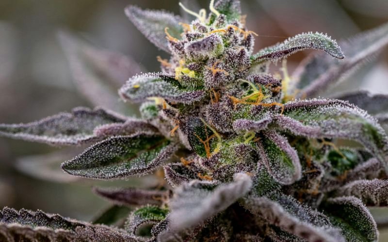 How El Chapo Clones Thrive in Spring Conditions