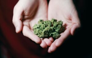 How to Prepare Gummy Buns Clones for a Spring Flowering Boost