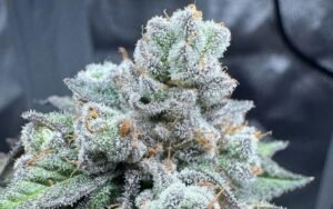 Spring Clone Success Stories: Grower Results from Cannabis Clones Canada Strains