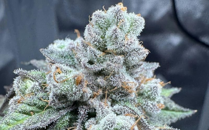 Spring Clone Success Stories: Grower Results from Cannabis Clones Canada Strains