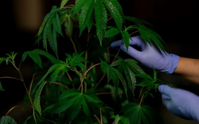 The Science Behind Faster Spring Rooting for Cannabis Clones