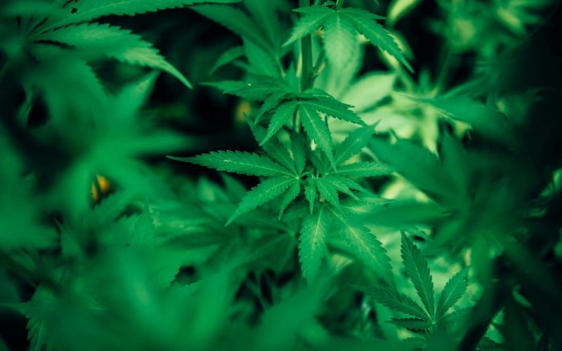 When to Purchase Spring Clones in Canada