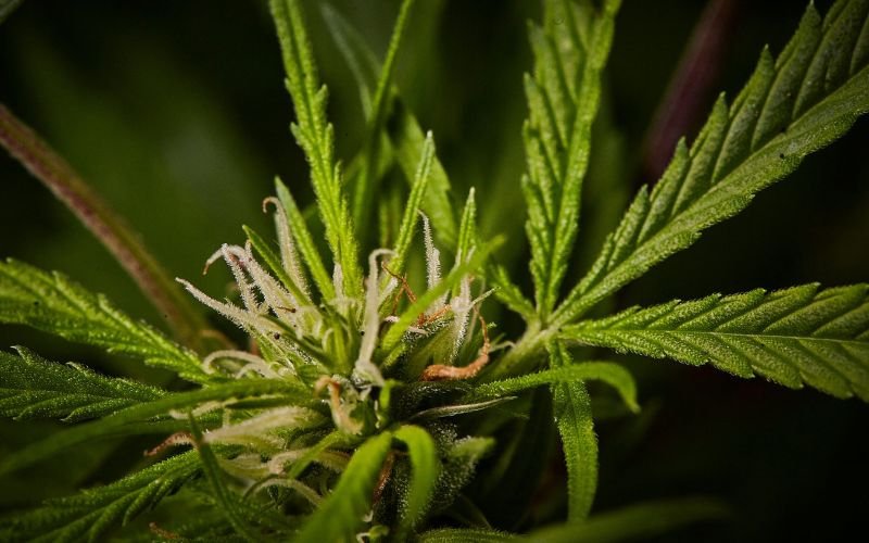 Why Peanut Butter Rockstar Is an Excellent Spring Clone Choice for Beginners