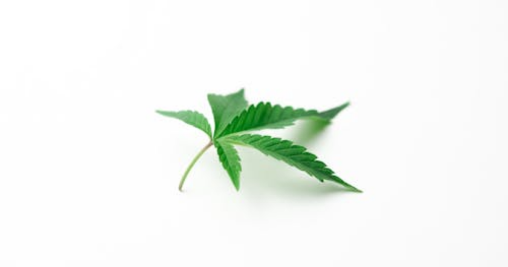 Best Place to Buy Cannabis Clones Online in Canada This Spring