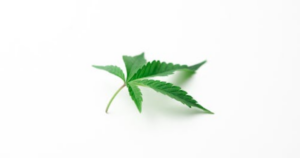 Best Place to Buy Cannabis Clones Online in Canada This Spring