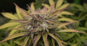 Blackberry Cannabis Clones: Cold-Tolerant Outdoor Strain for Canada