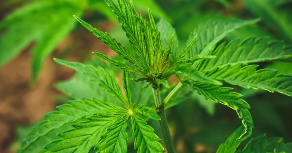 Buy Cannabis Clones in Vaughan: Top Strains, Delivery & Spring Growing Tips 